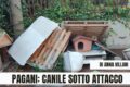 A Pagani il canile é sotto attacco: rubata la pitbull Laila
